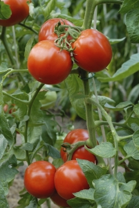 Tomato Plants pic